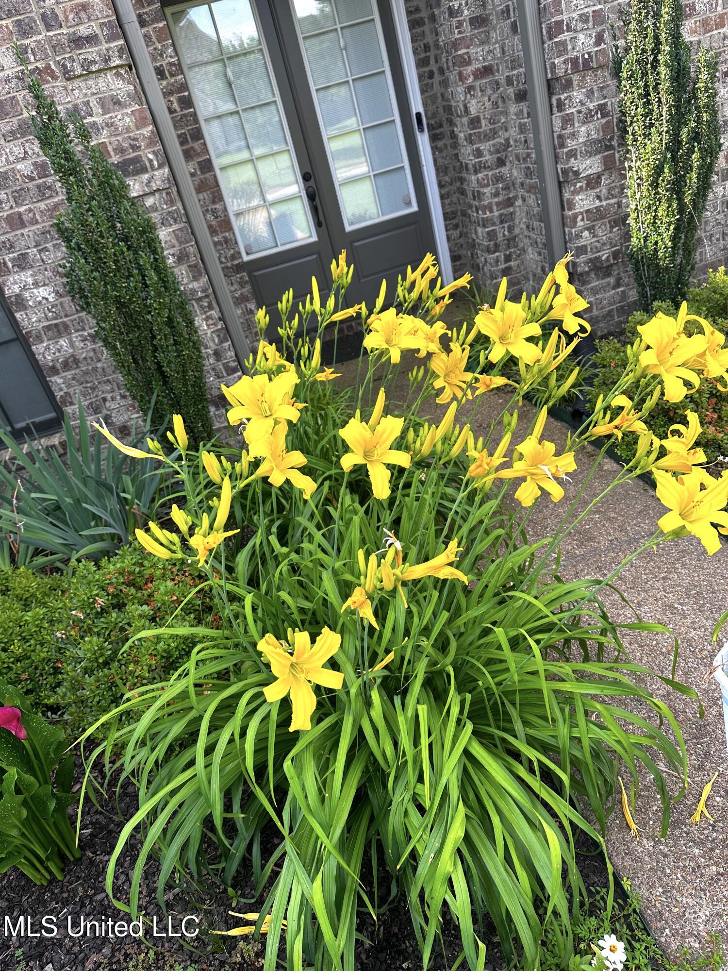 14437 Choctaw Ridge Drive Olive Branch, MS 38654 - Photo 6 of 48 IMG_6608