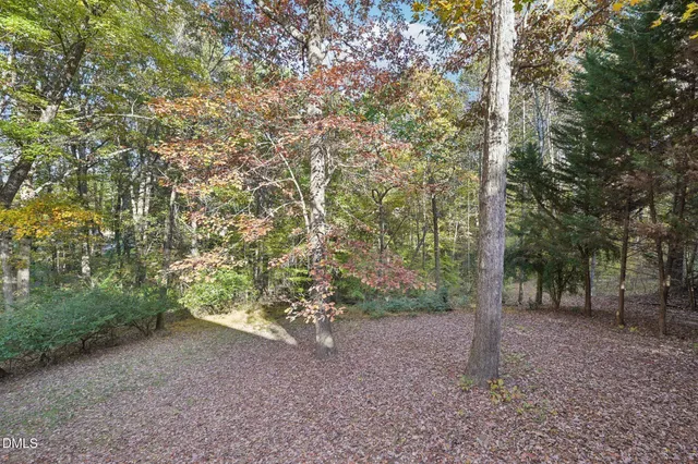 a view of a forest with trees