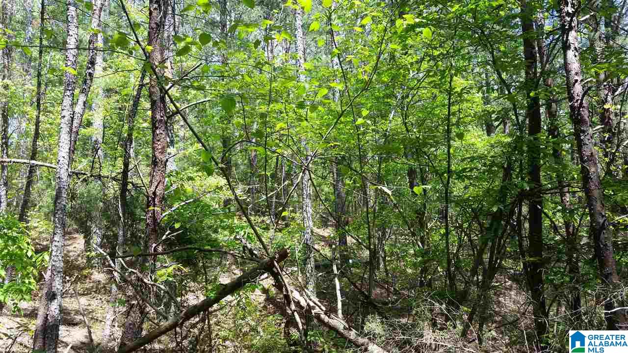 3582 County Road 8, Unit 1 Clanton, AL 35046 - Photo 4 of 13