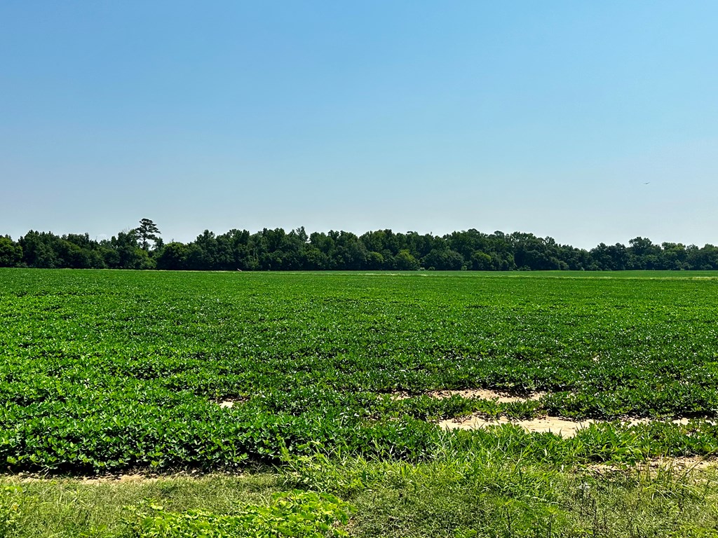 18.33-acres Burdeshaw Road Headland, AL 36345 - Photo 6 of 12