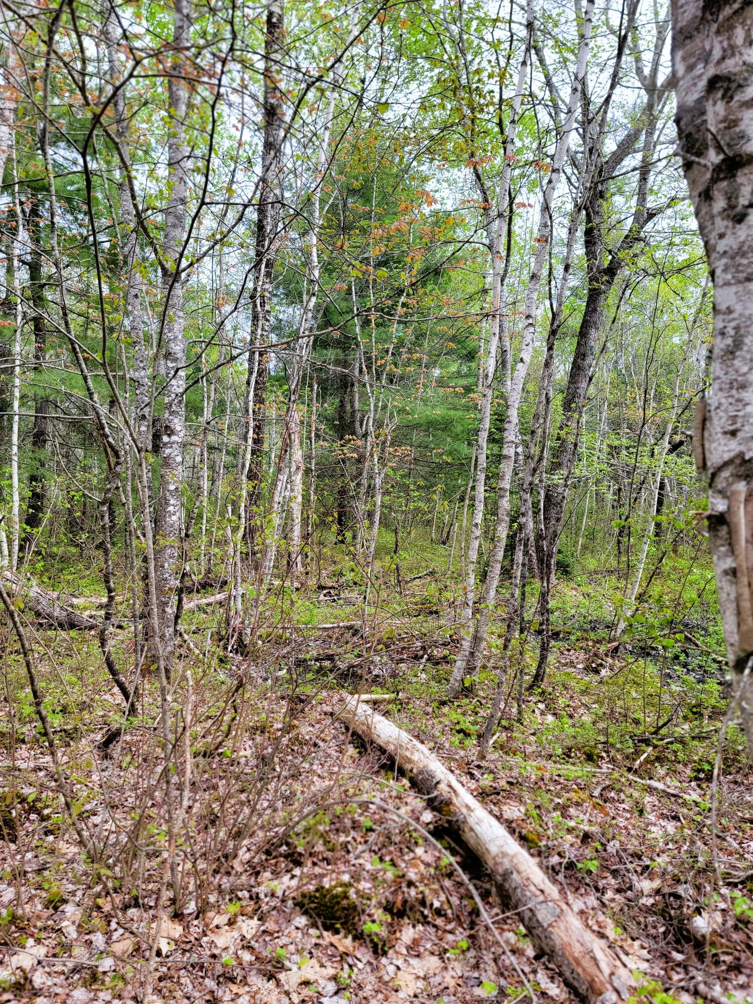 Lot 46 Lane Road Cherryfield, ME 04622 - Photo 10 of 20 Trees