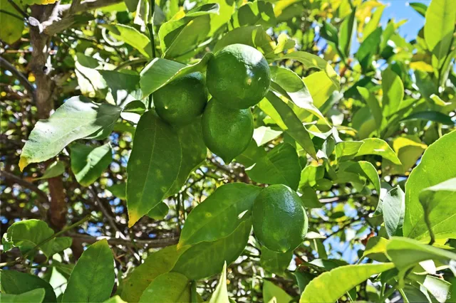 $1,199,000 | 9 Arlene Court, Petaluma, CA 94952