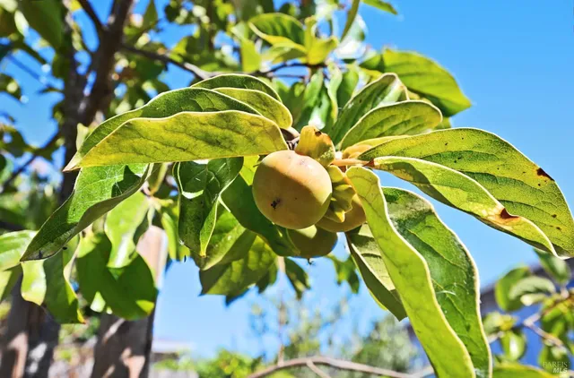 $1,199,000 | 9 Arlene Court, Petaluma, CA 94952