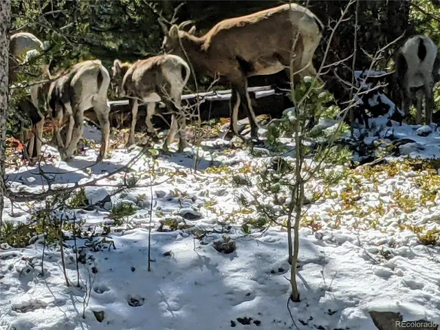 a tree in front of a white house