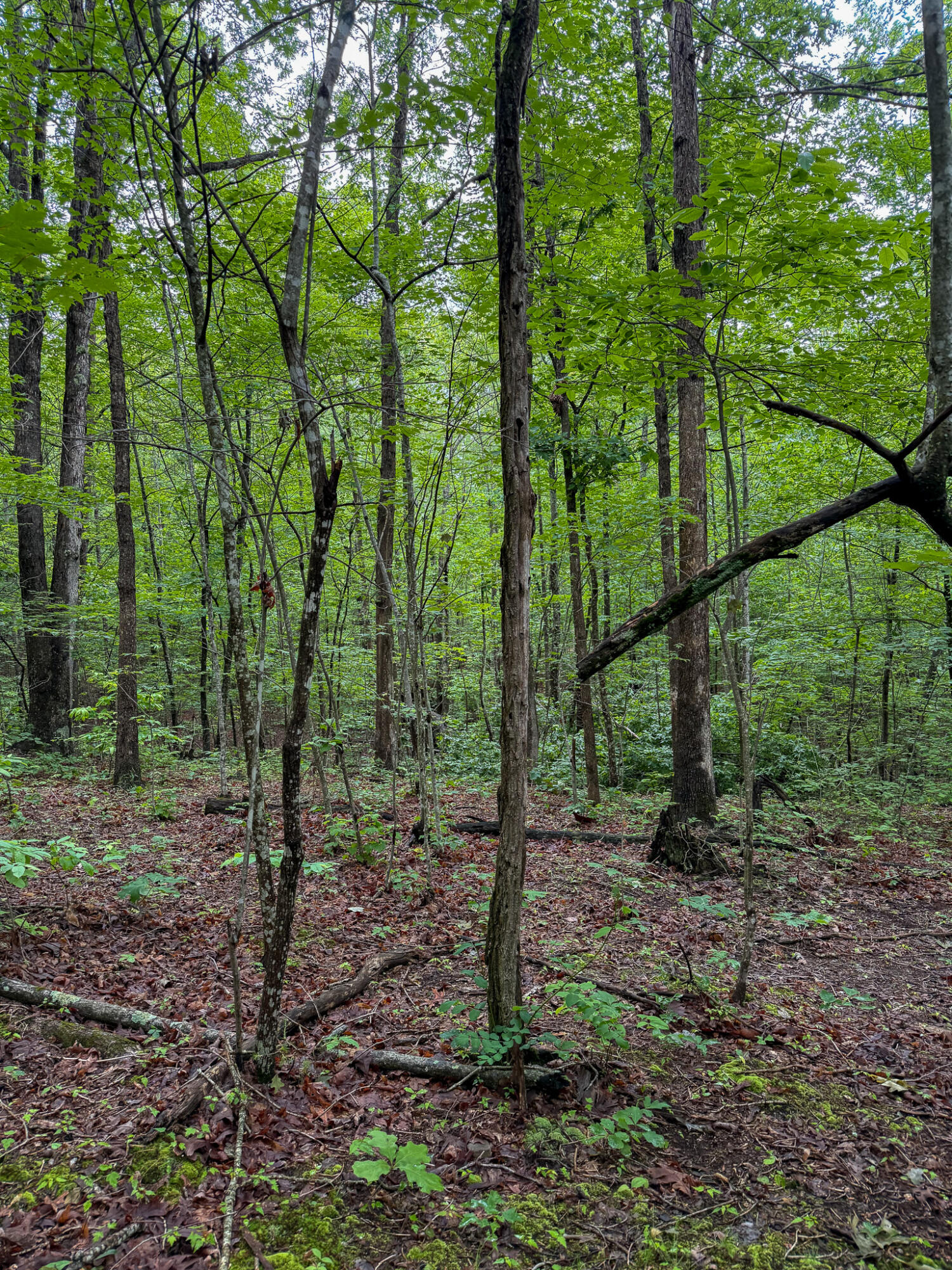 0 Cooper Ridge Road Wallingford, KY 41093 - Photo 2 of 16 Wooded acreage featuring mature trees and natural ground cover