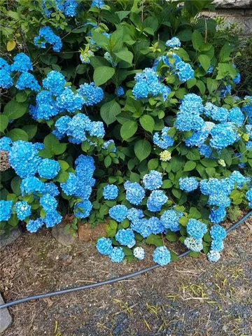 $525,000 | 637 Stokesburg Road, Walnut Cove, NC 27052