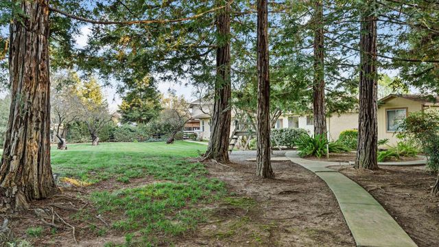 a view of a forest with trees