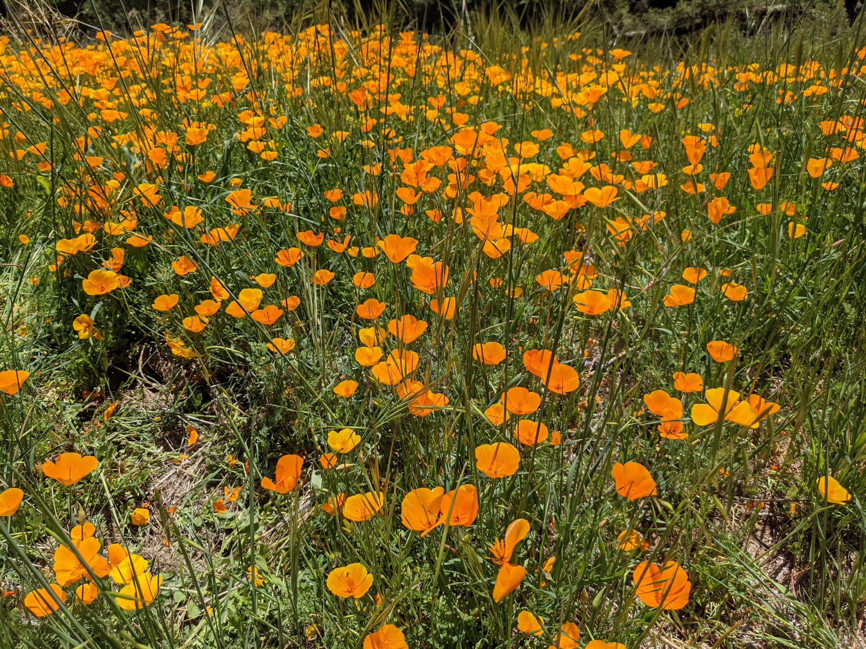 3055 Colson Canyon Road Santa Maria, CA 93454 - Photo 7 of 16 Poppies
