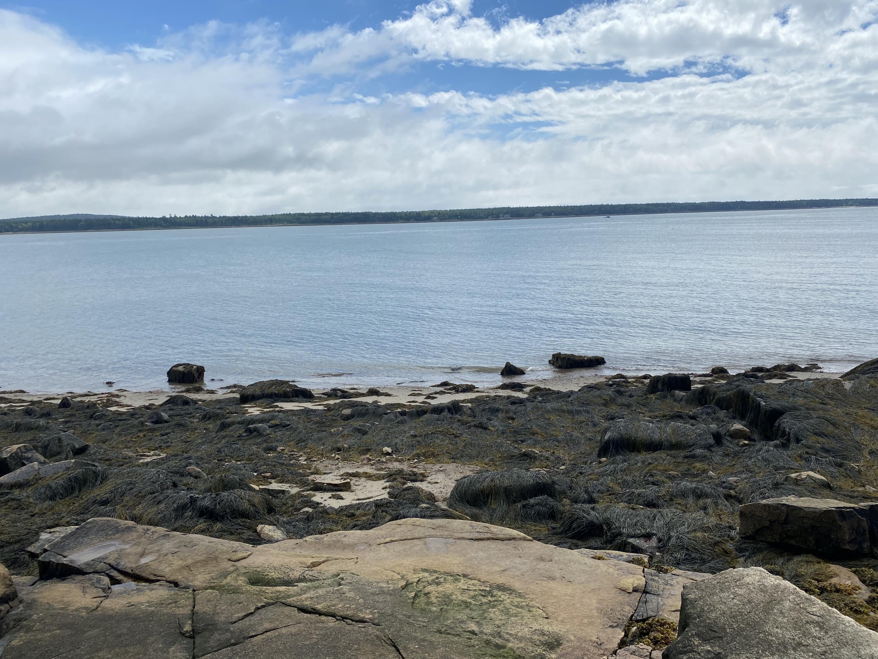 45 Peninsula Shores Road Corea, ME 04624 - Photo 8 of 35 low tide