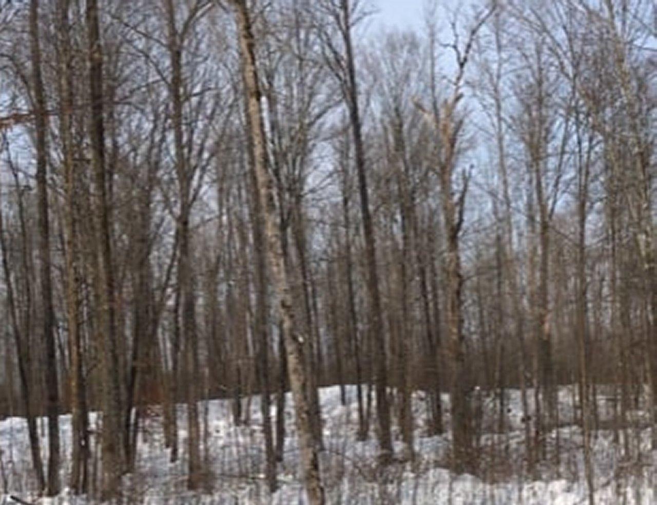 Near Maple Lane Hawkins, WI 54530 - Photo 10 of 12 Gallery Image 10