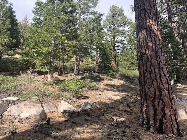 153 Holiday Way Mammoth Lakes, CA 93546 - Photo 12 of 15 a view of a forest with trees