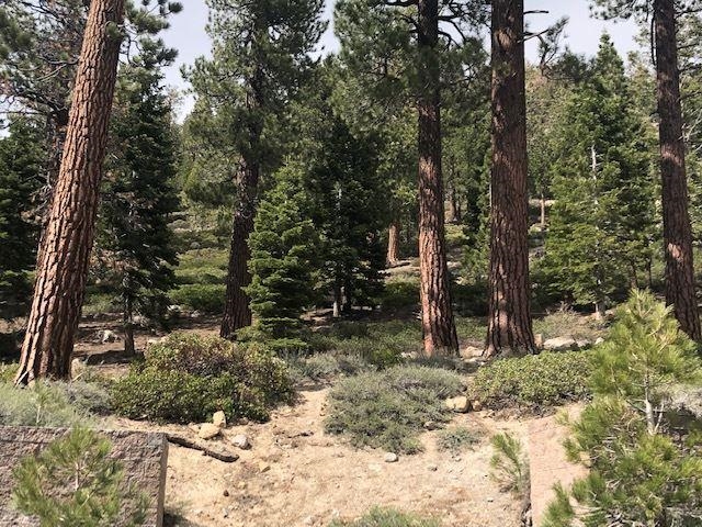 153 Holiday Way Mammoth Lakes, CA 93546 - Photo 6 of 15 a view of a forest filled with trees