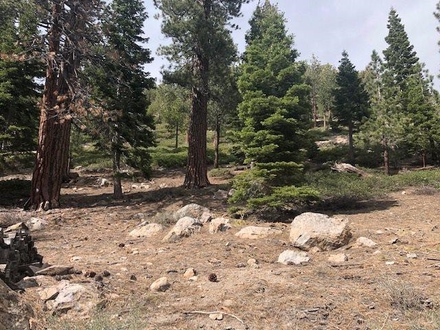 153 Holiday Way Mammoth Lakes, CA 93546 - Photo 7 of 15 a view of a yard with large trees