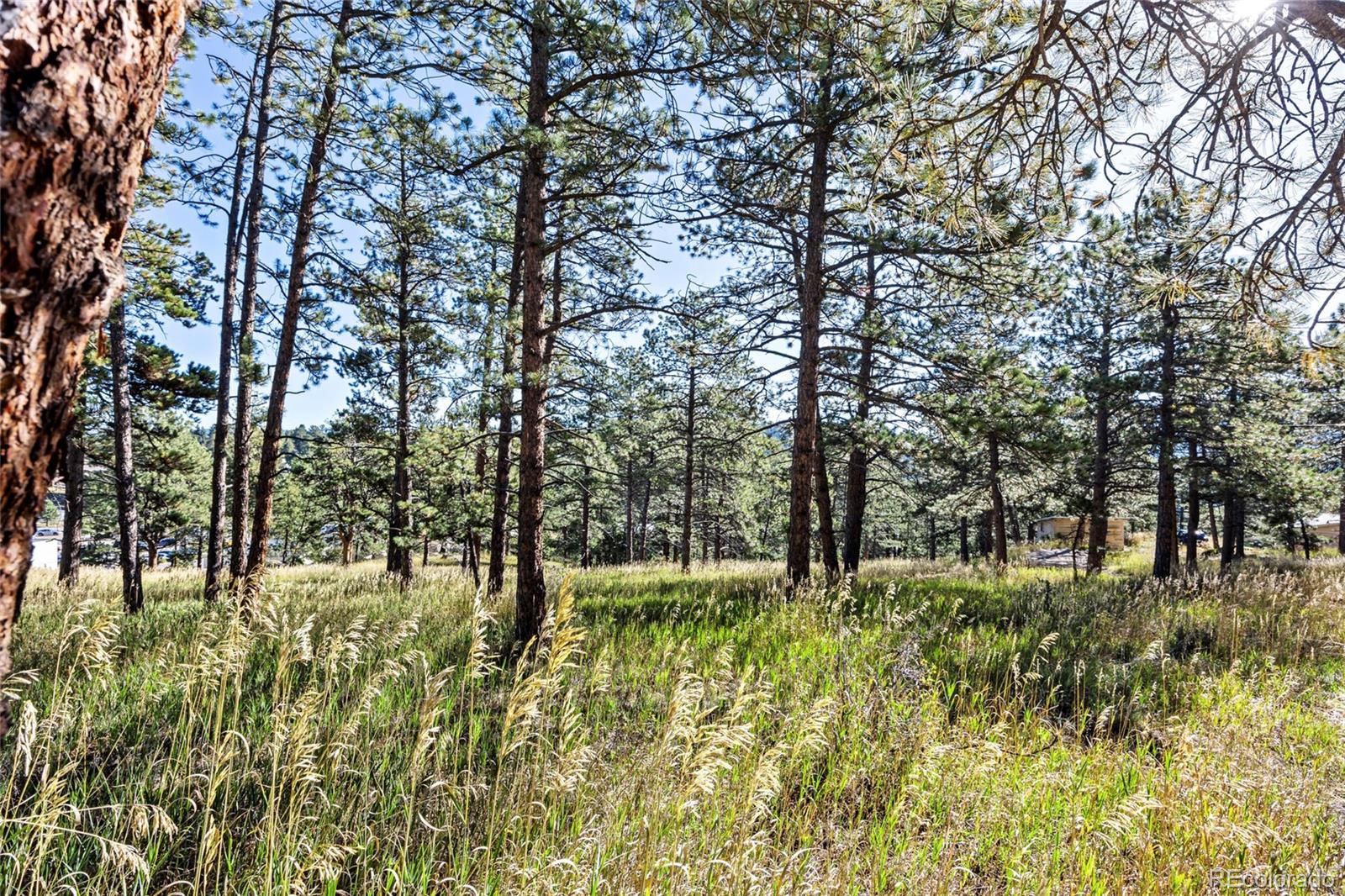3942 Palo Verde Road Evergreen, CO 80439 - Photo 13 of 41 a big yard with lots of green space and plants