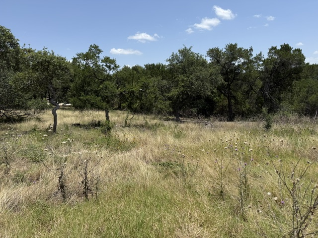 242 Landons Way Georgetown, TX 78633 - Photo 24 of 30 Mature trees frame a generous expanse of verdant land, perfect for building your dream home.