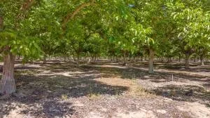 a view of dirt field with trees