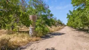 a view of a yard with plants and trees