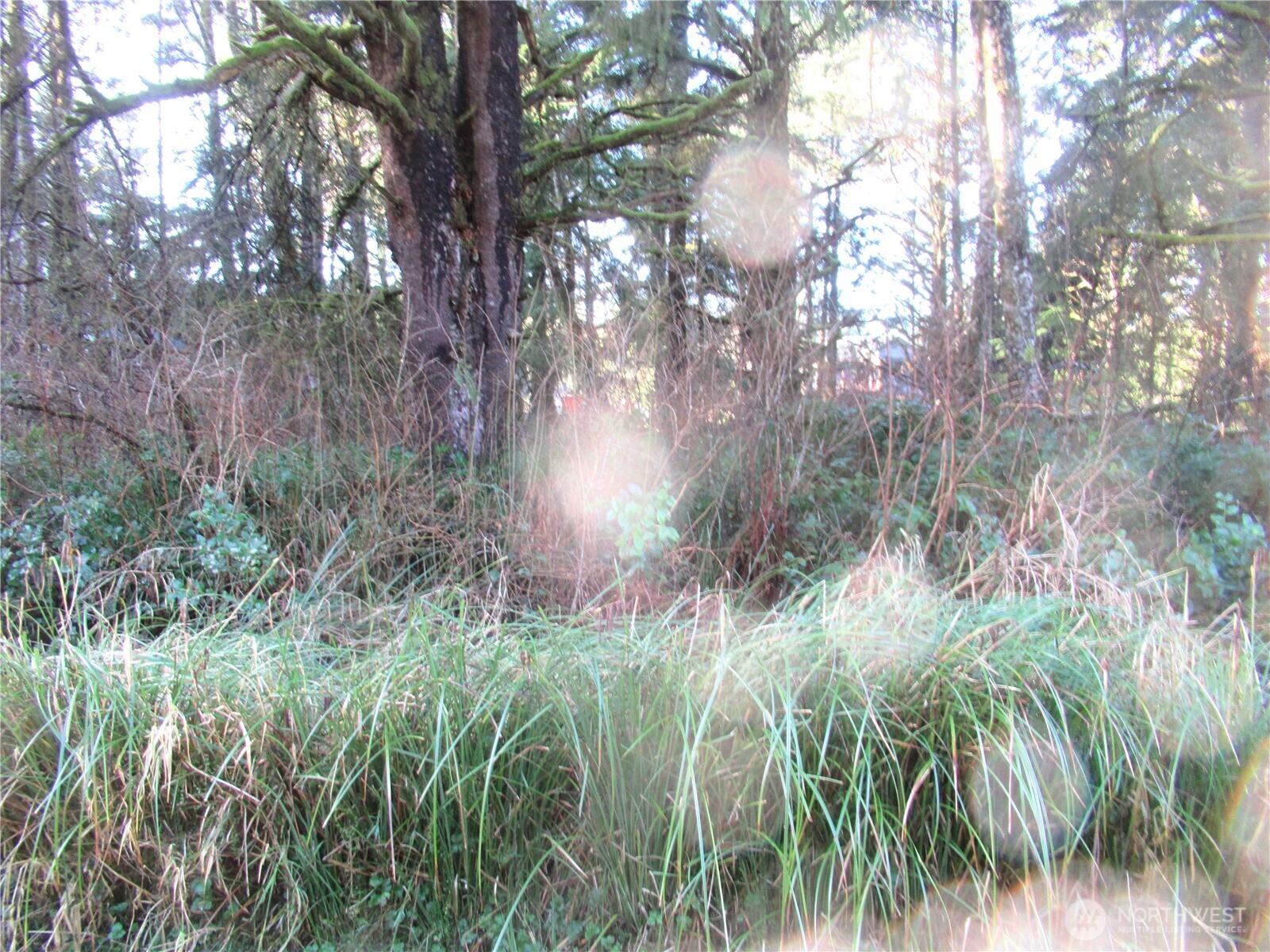 107 Dolphin Street Copalis Beach, WA 98535 - Photo 5 of 6 a backyard of a house with lots of green space and trees