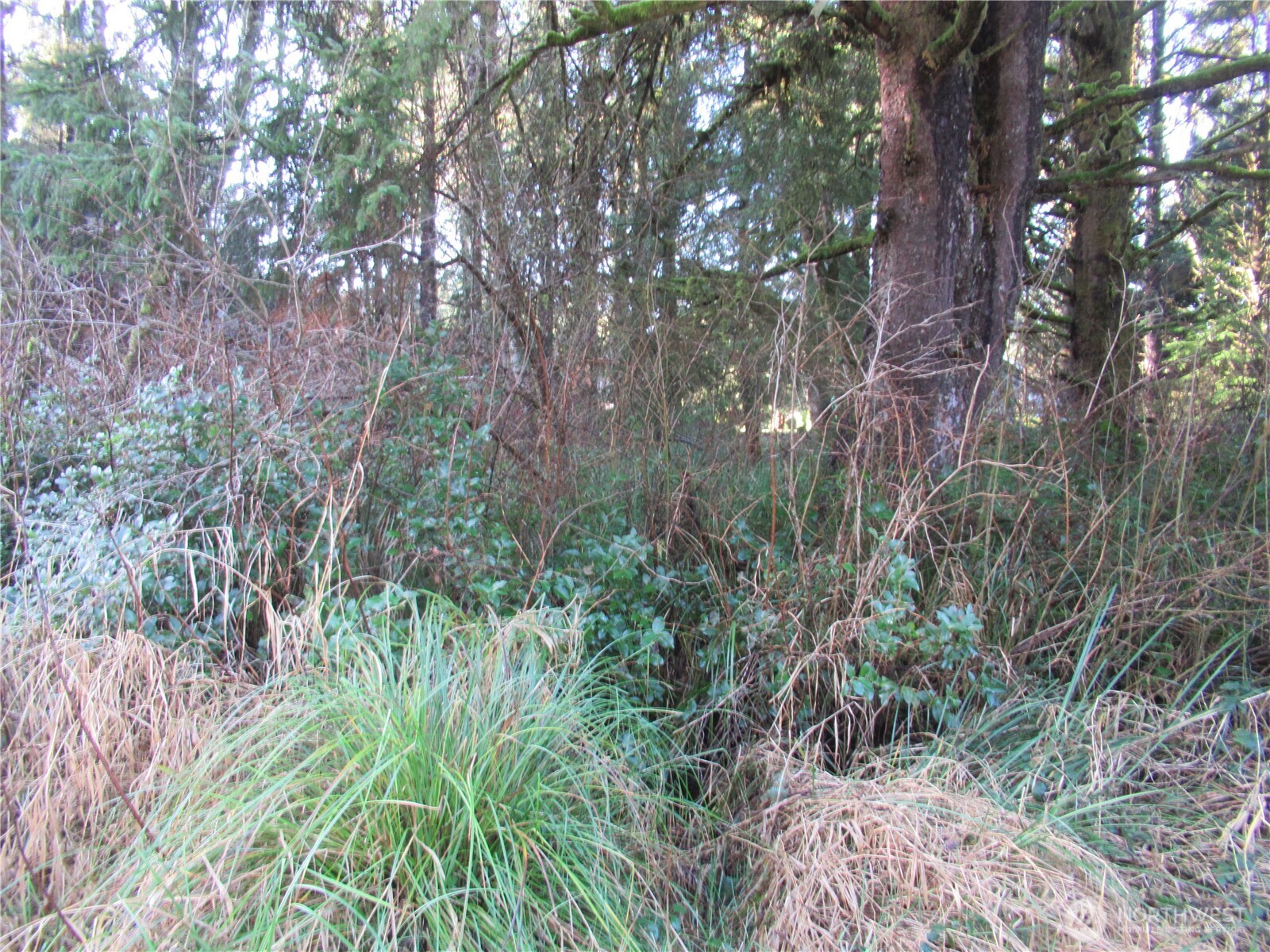 107 Dolphin Street Copalis Beach, WA 98535 - Photo 6 of 6 a view of a lush green forest with large trees