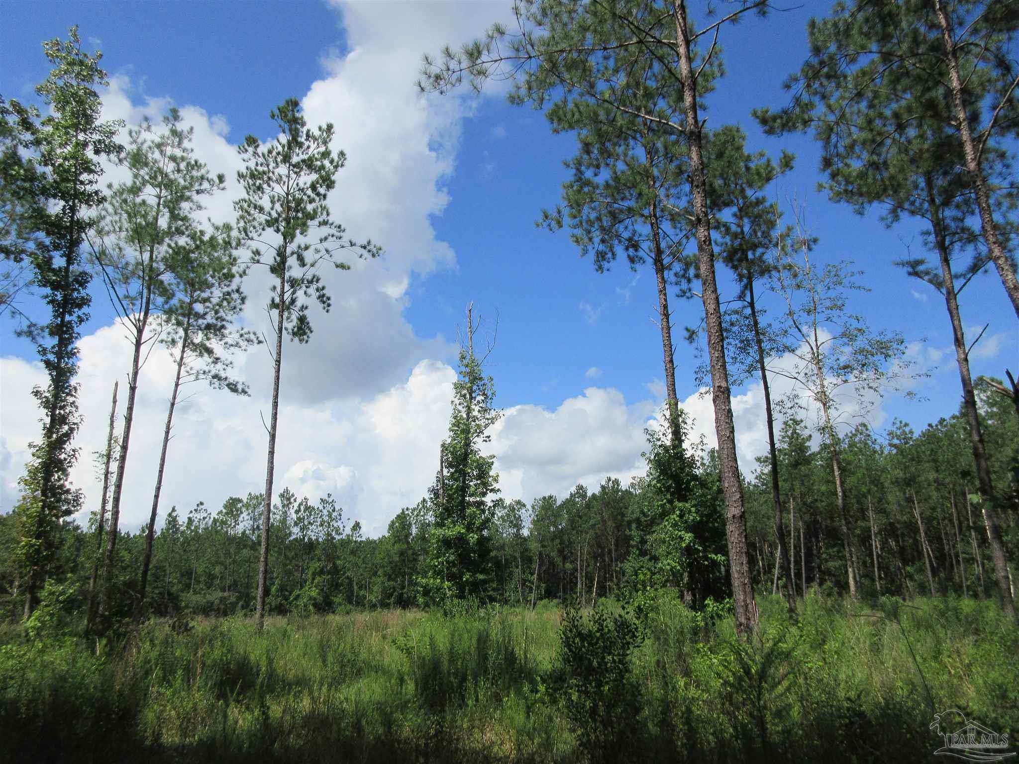 9941 Chumuckla Springs Road Jay, FL 32565 - Photo 11 of 30