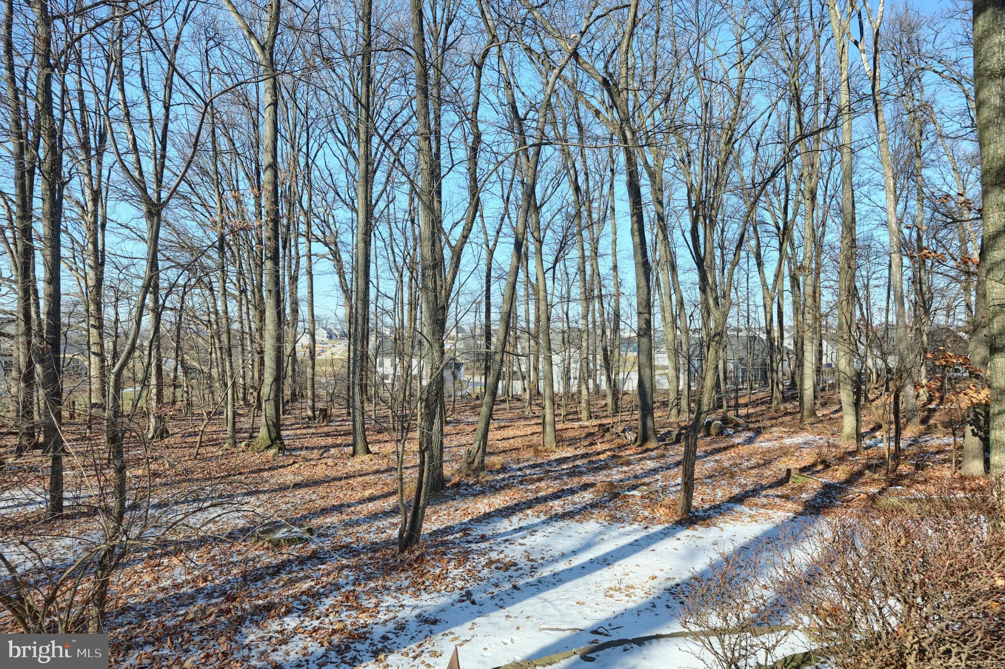 4205 Grandview Road Hanover, PA 17331 - Photo 24 of 70 Serene winter woods with gentle sunlight.
