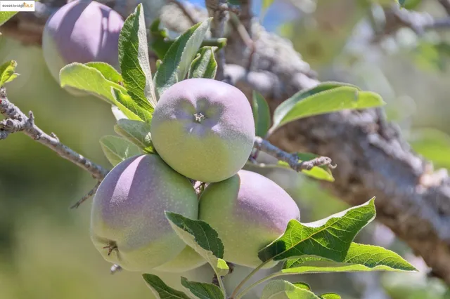 $825,000 | 4751 Lincoln Avenue, Oakland, CA 94602