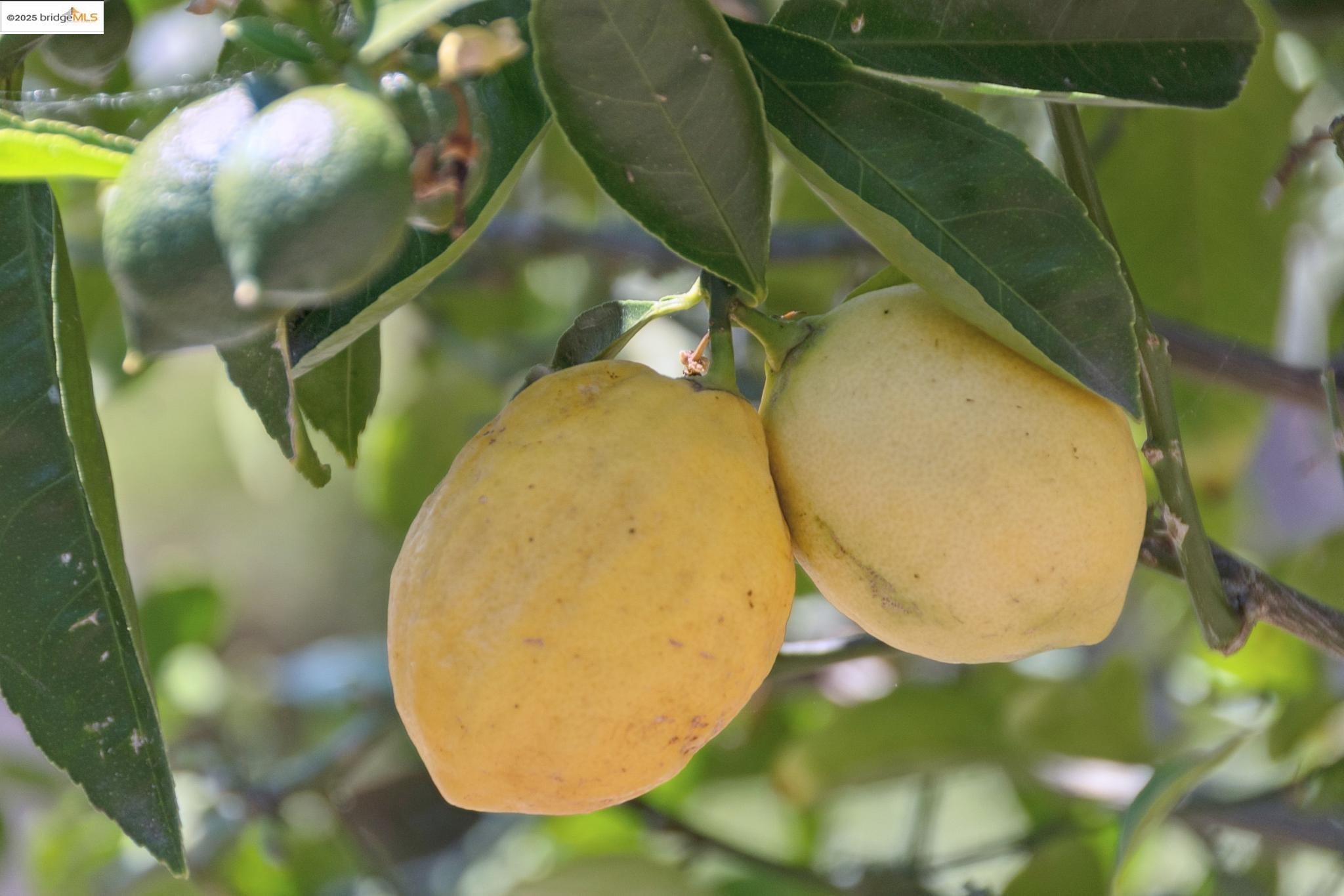 4751 Lincoln Avenue Oakland, CA 94602 - Photo 56 of 60 Exterior view