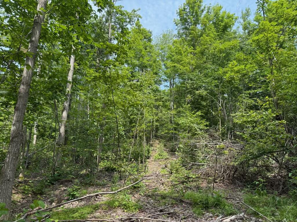 0 Padgett Road Boyne Falls, MI 49713 - Photo 19 of 21 IMG_1112
