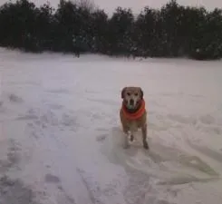 $299,900 | Xxx Newton Avenue Southeast, Watertown, MN 55388