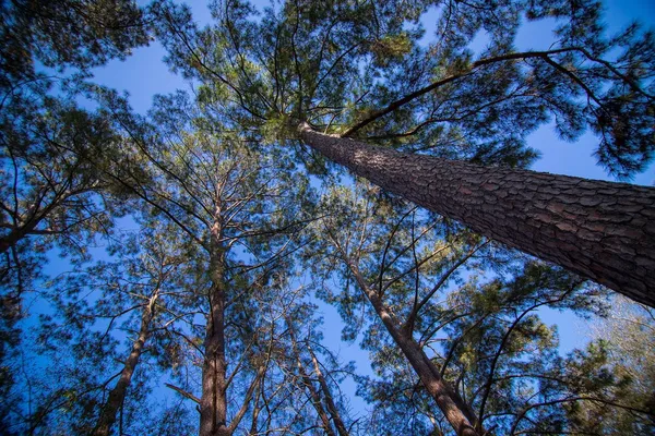 $81,000 | 317 Mabry Street, Unit 1122, Tallahassee, FL 32304