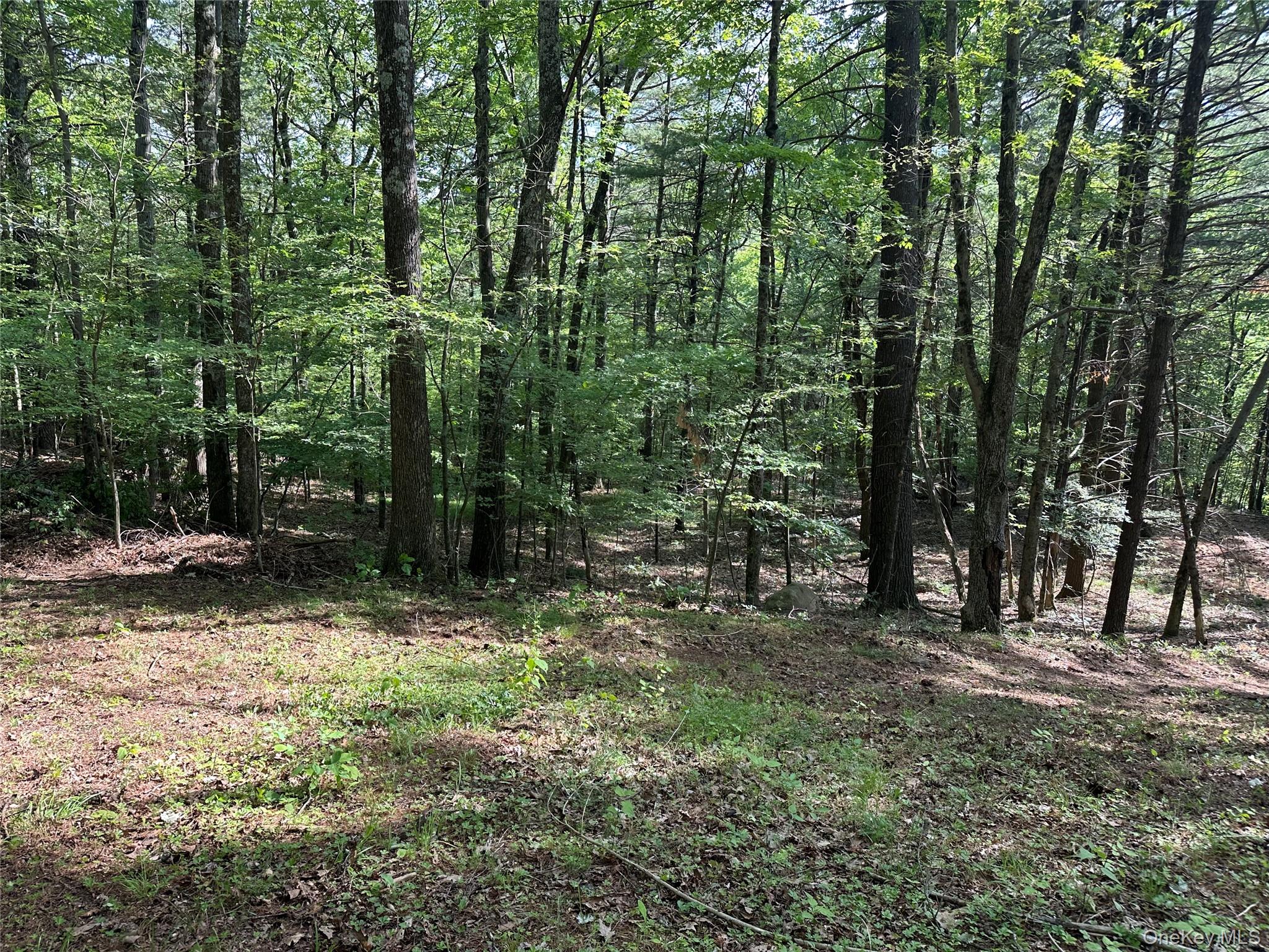 804 Hearts Content Road Cairo, NY 12473 - Photo 24 of 34 a view of a trees with a yard