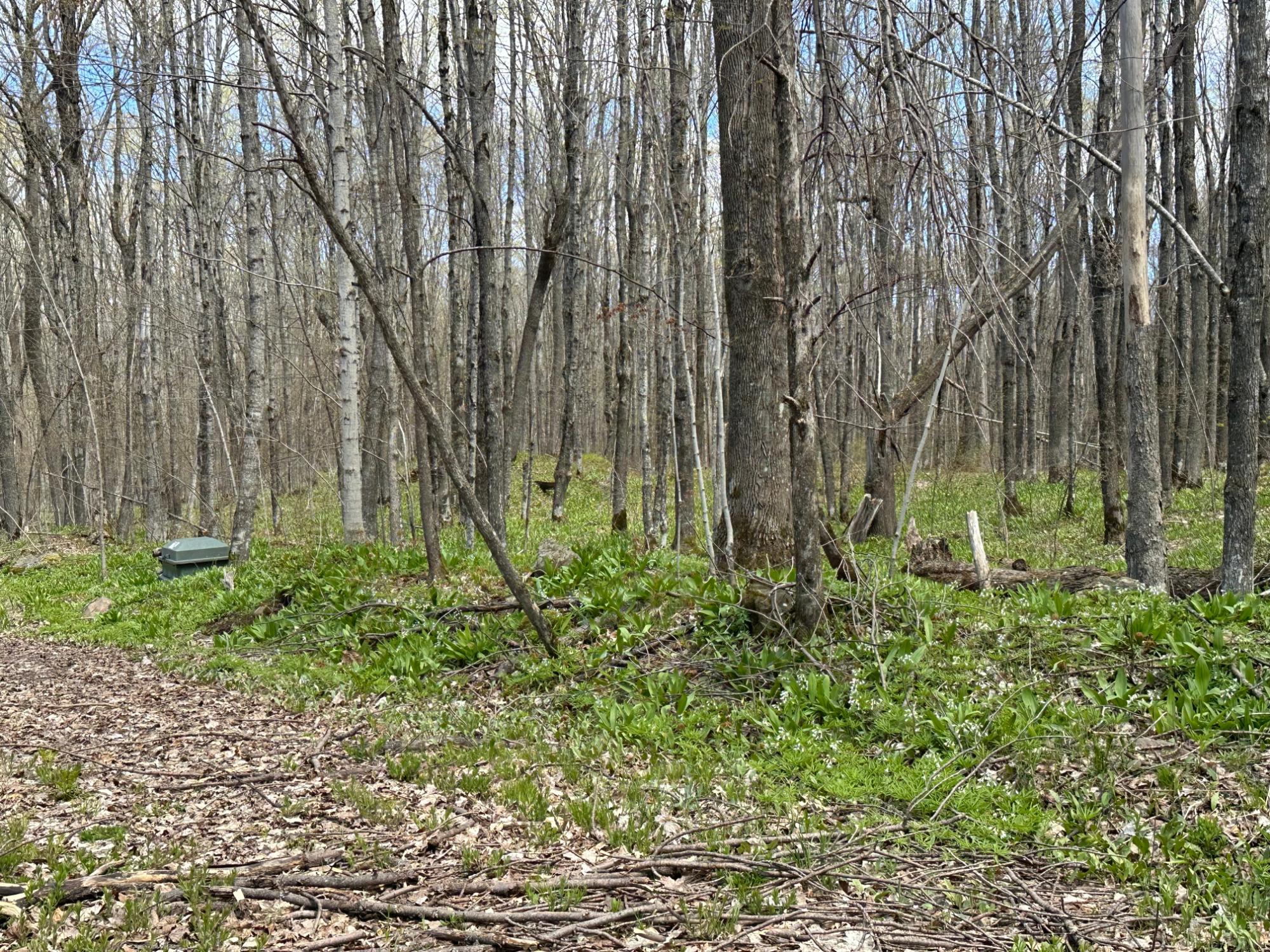 Lot 3 Shore Road Ewen, MI 49925 - Photo 6 of 11 Gallery Image 6