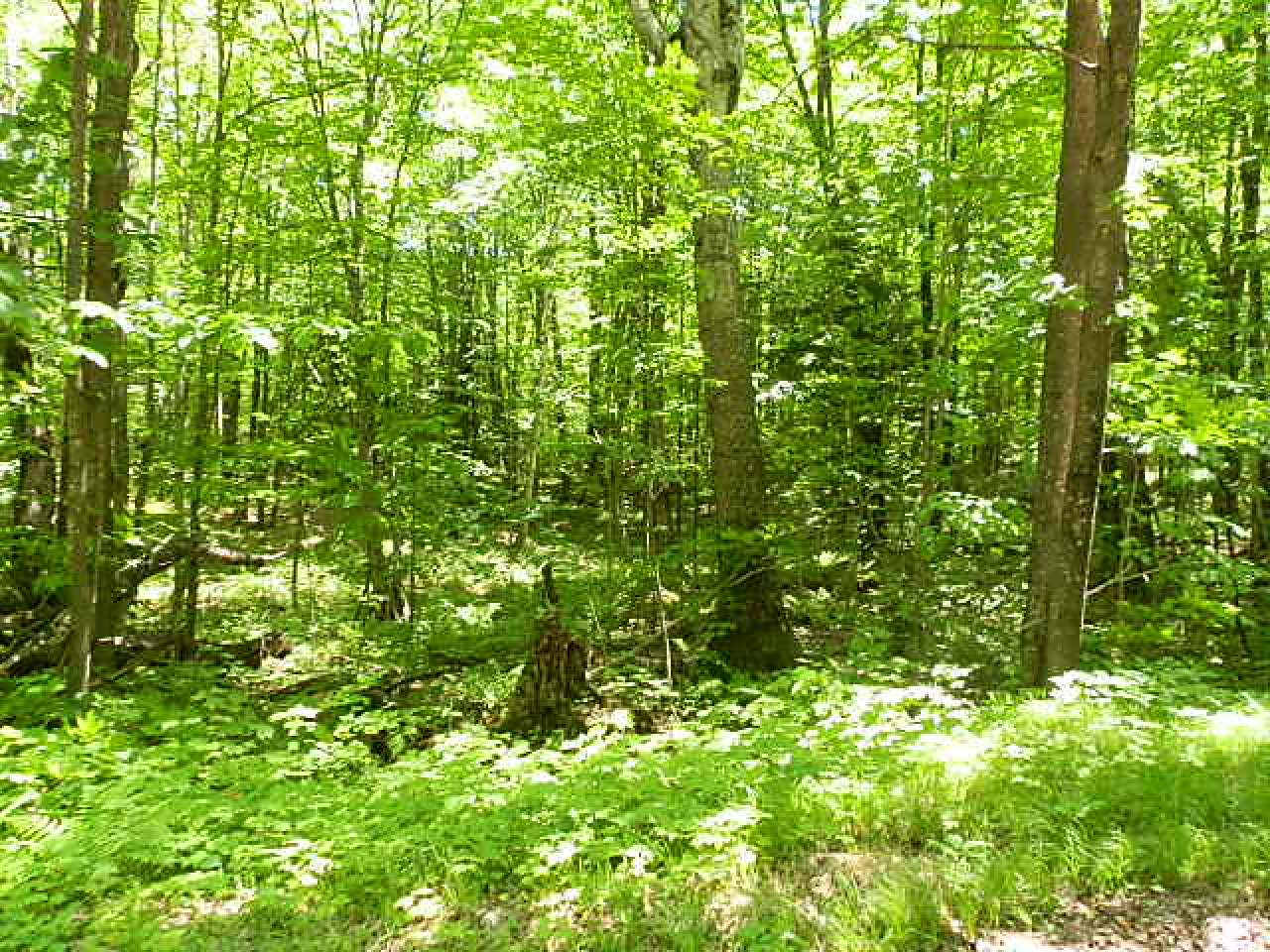 On Gerber Road Park Falls, WI 54552 - Photo 6 of 12 Gallery Image 6