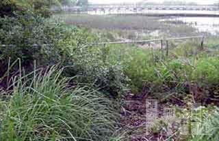 1835 Myrtle Grove Road Wilmington, NC 28409 - Photo 2 of 4 Additional Photo