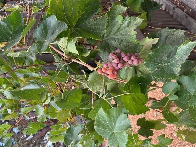 a picture of flowers