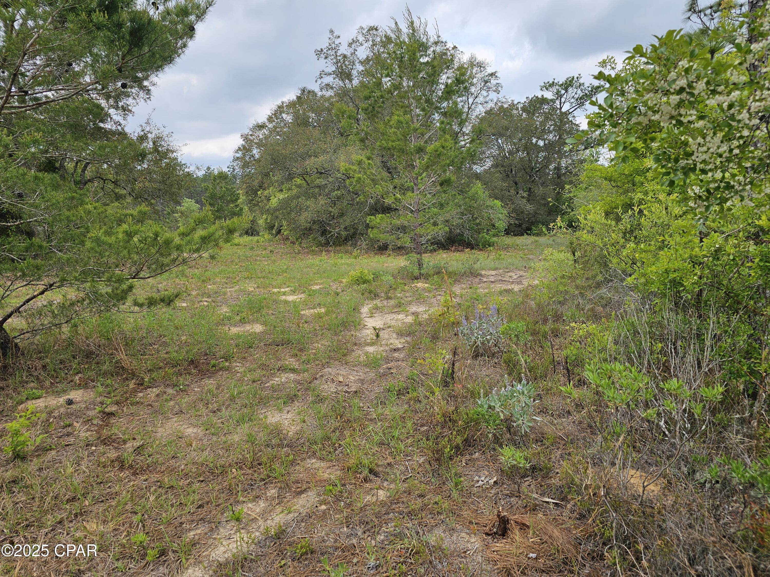 0 Sand Pond Road Chipley, FL 32428 - Photo 8 of 10 Gallery Image 8