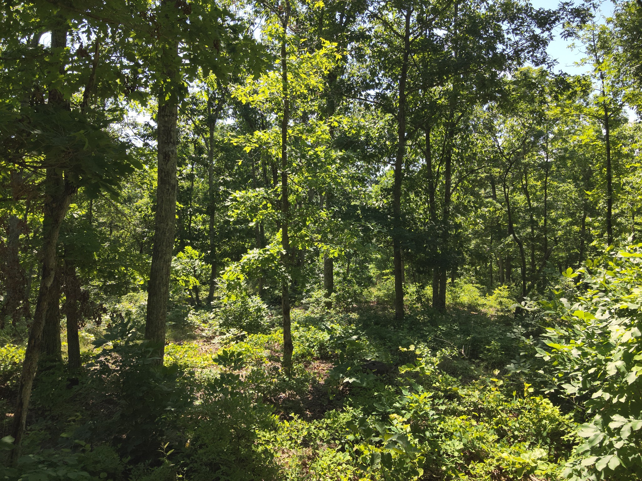 0 Bear Creek Road Waverly, TN 37185 - Photo 24 of 35 a view of a tree