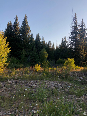 1663 Lancer Lane Evanston, UT 82930 - Photo 69 of 101 Mature evergreen trees with varied foliage