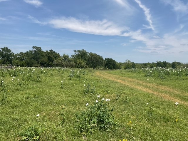 0 Riverside Plantation Lane Chappell Hill, TX 77426 - Photo 9 of 20