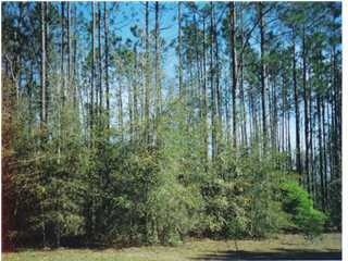 3100 Spring Lake Road DeFuniak Springs, FL 32433 - Photo 1 of 5 Primary Photo