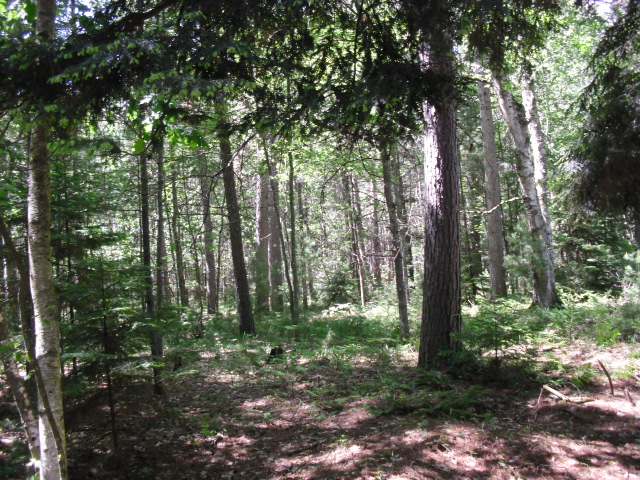 2171 The Point Road East Tomahawk, WI 54487 - Photo 6 of 11 Gallery Image 6