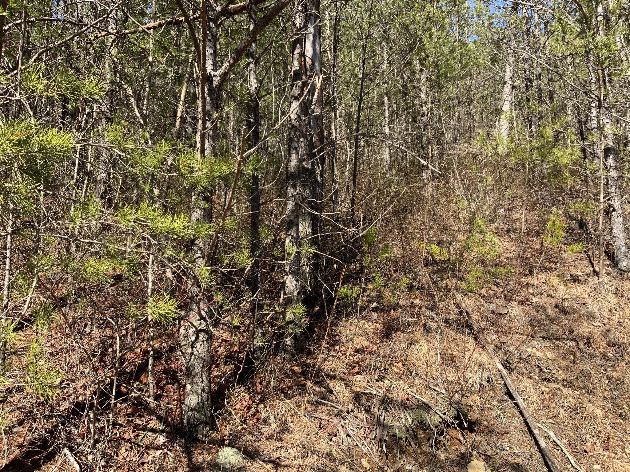 0 Smithfield Road Tellico Plains, TN 37385 - Photo 1 of 4