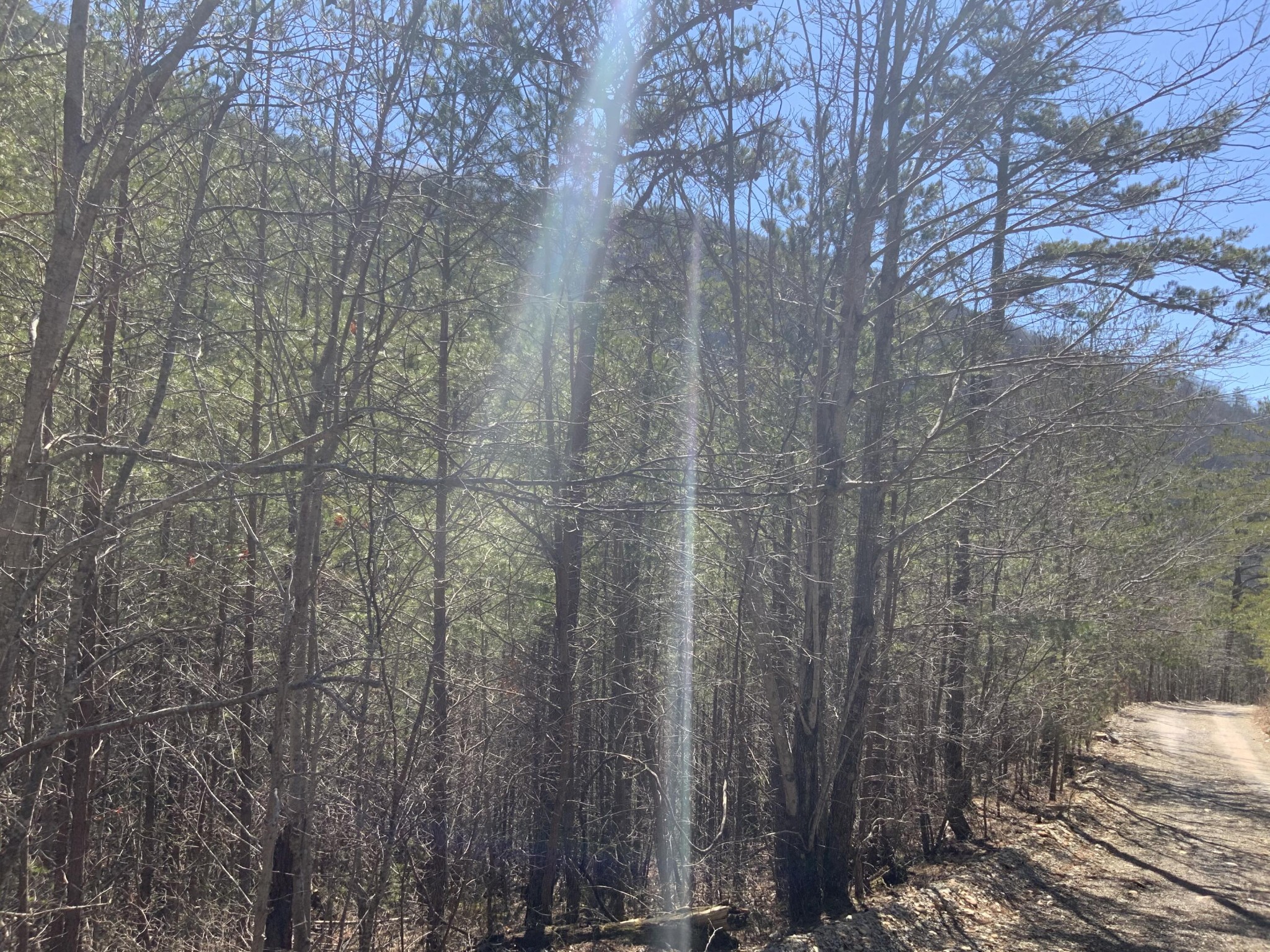 0 Smithfield Road Tellico Plains, TN 37385 - Photo 3 of 4