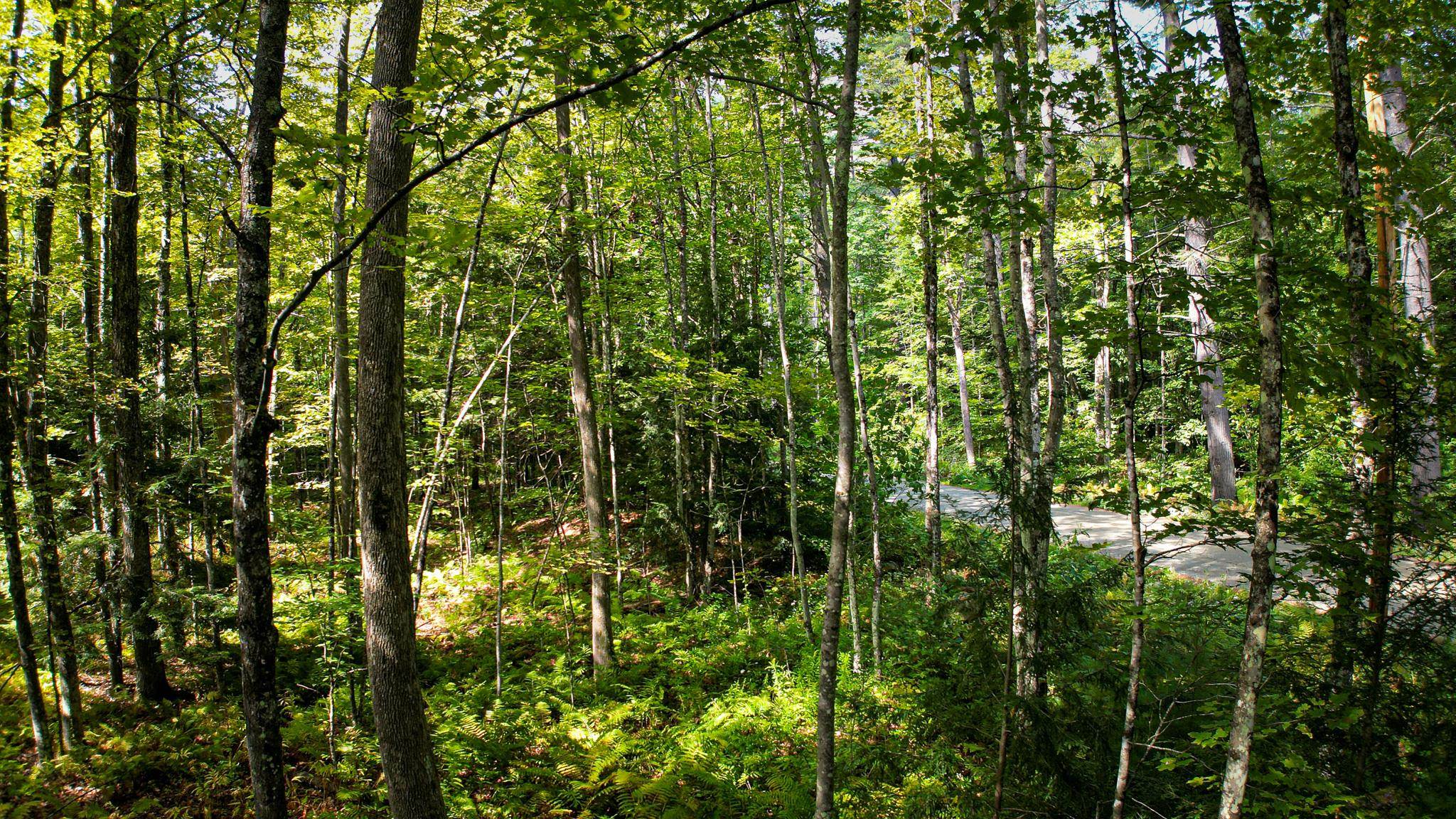 0 Camp Road Plainfield, NH 03781 - Photo 14 of 21