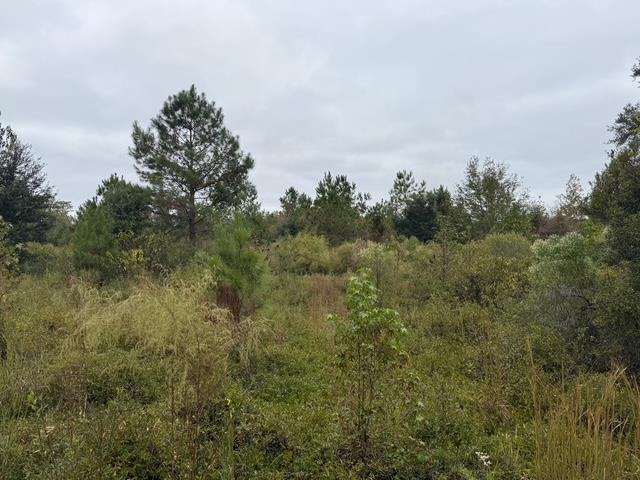 4900 Northwest Flowers Road Madison, FL 32340 - Photo 28 of 30