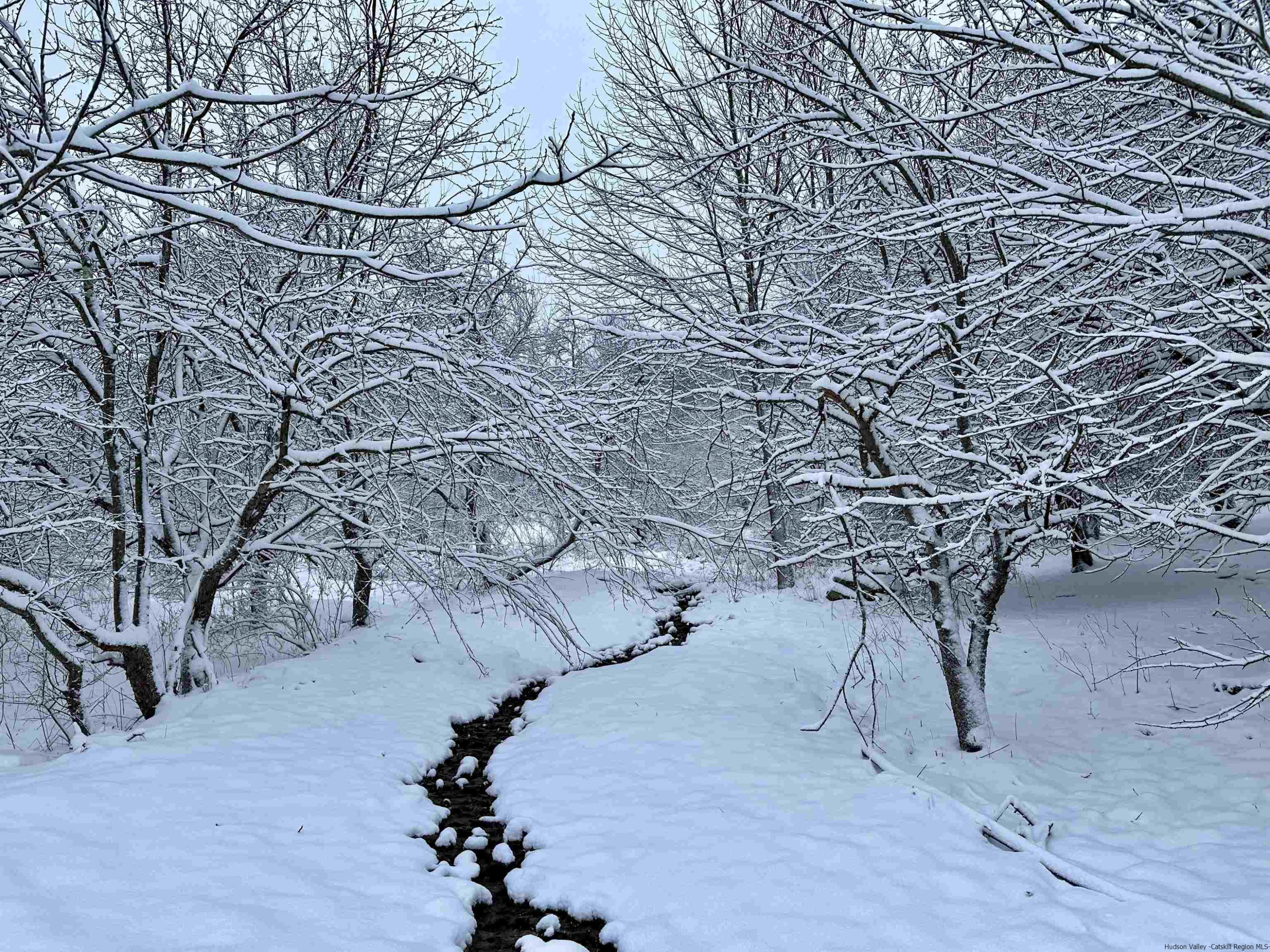 41 Carr George Road Roxbury, NY 12421 - Photo 3 of 26 a view of a yard with large trees