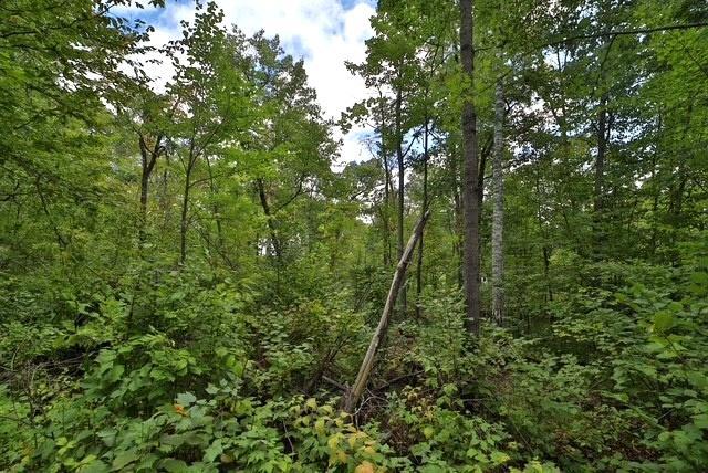 Tbd Terminal Road Breezy Point, MN 56472 - Photo 2 of 4 Gallery Image 2