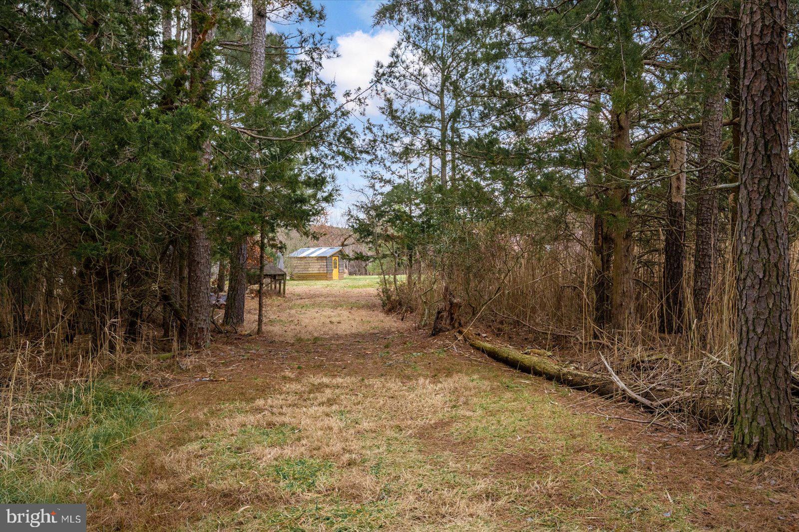 9554 Millard Long Road Westover, MD 21871 - Photo 42 of 69 a view of a yard with large trees