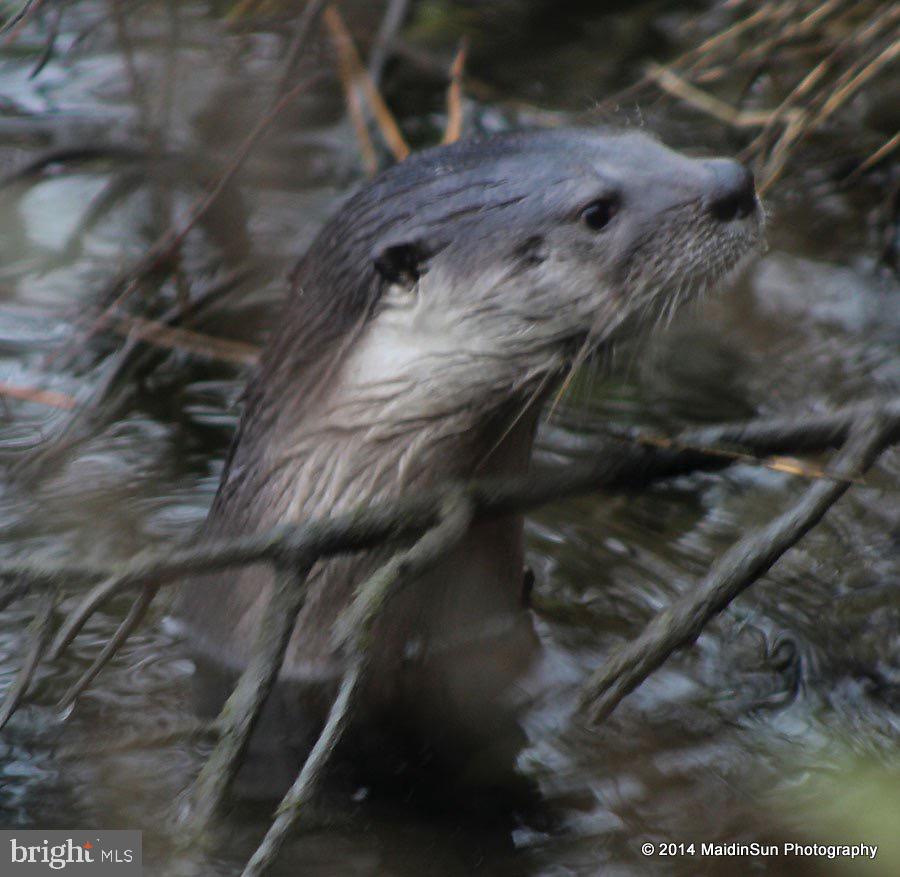 9554 Millard Long Road Westover, MD 21871 - Photo 49 of 69 Neighbors