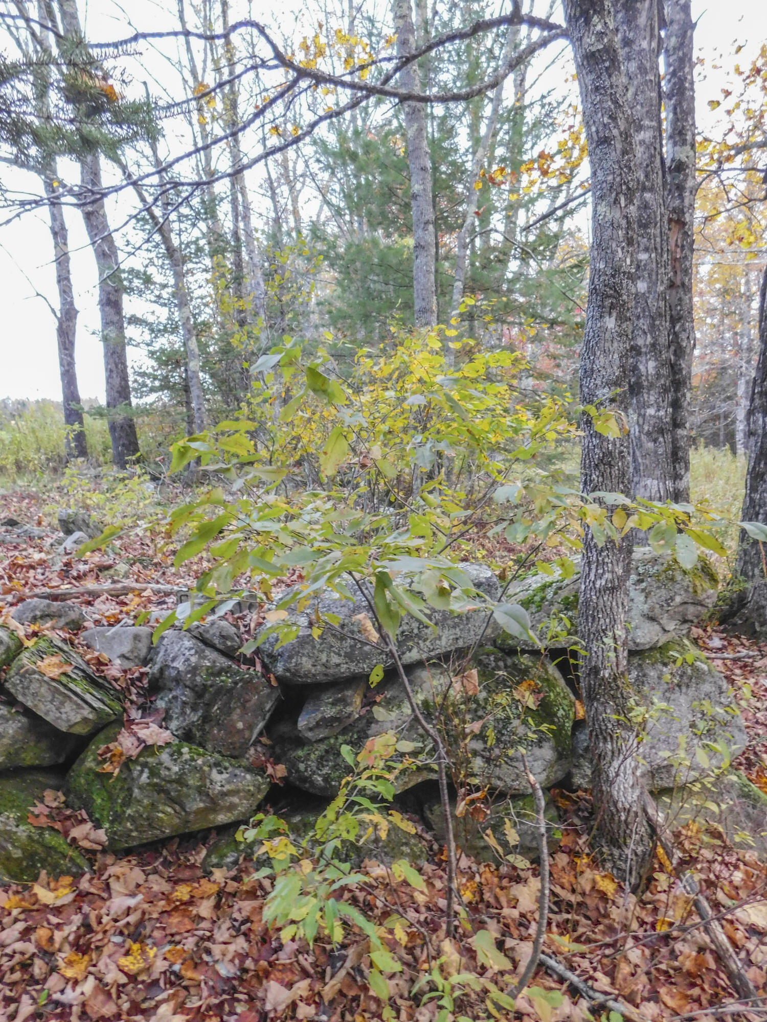 Lot #40-1 Lot#40-1 Map Road, Unit 1 Ripley, ME 04930 - Photo 5 of 27 Rock wall